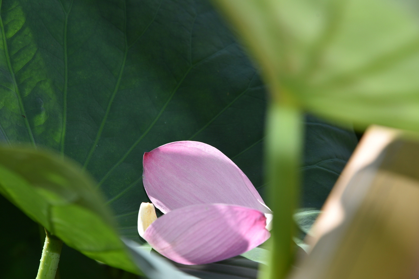 古代蓮の里　蓮の花びら