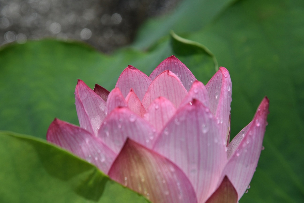 古代蓮の里　蓮の花02