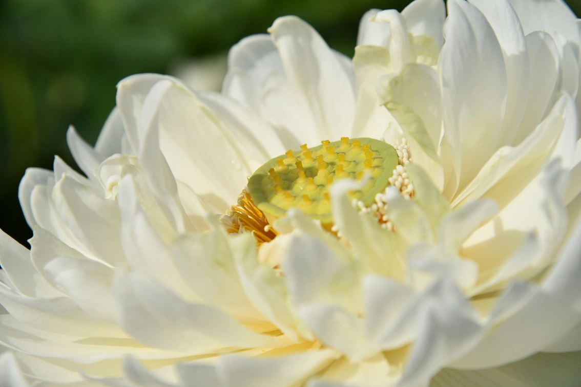 古代蓮の里　蓮の花04