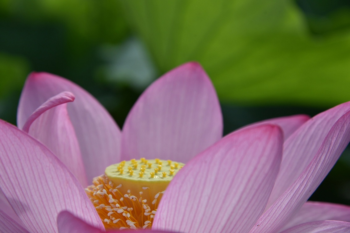 古代蓮の里　蓮の花05