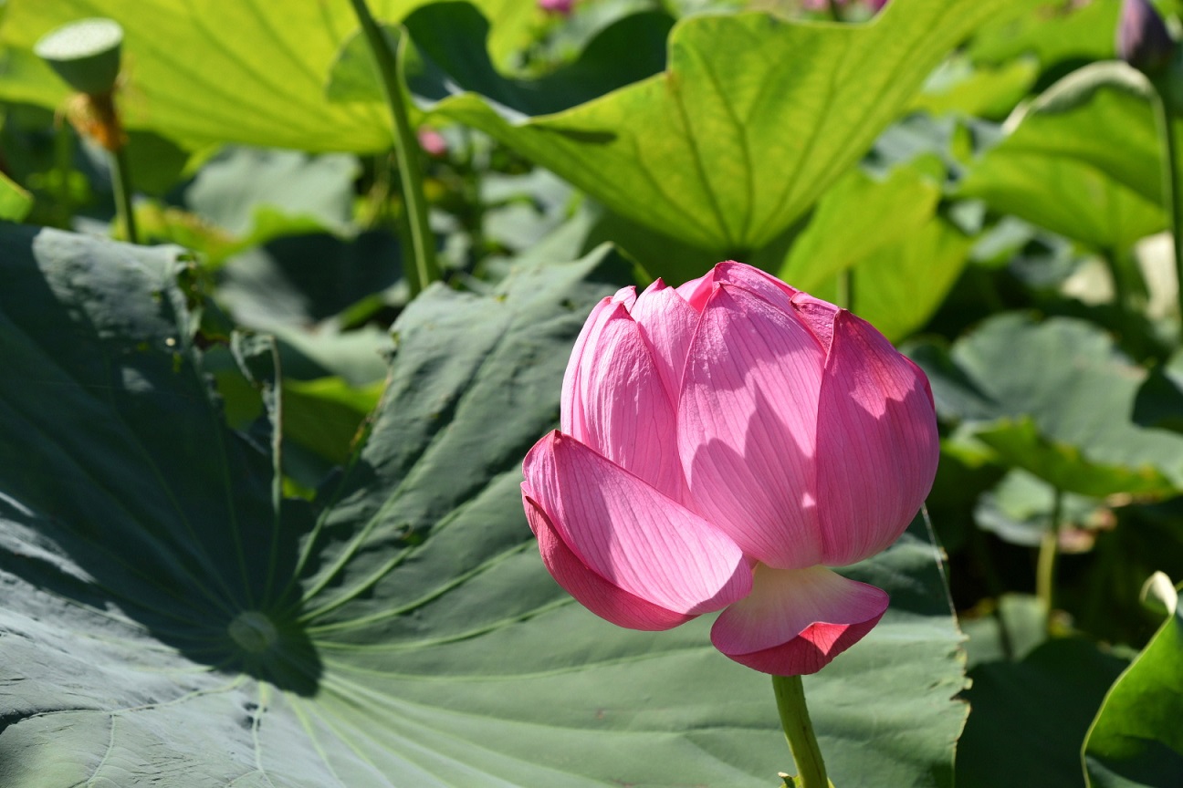 古代蓮の里　蓮の花07